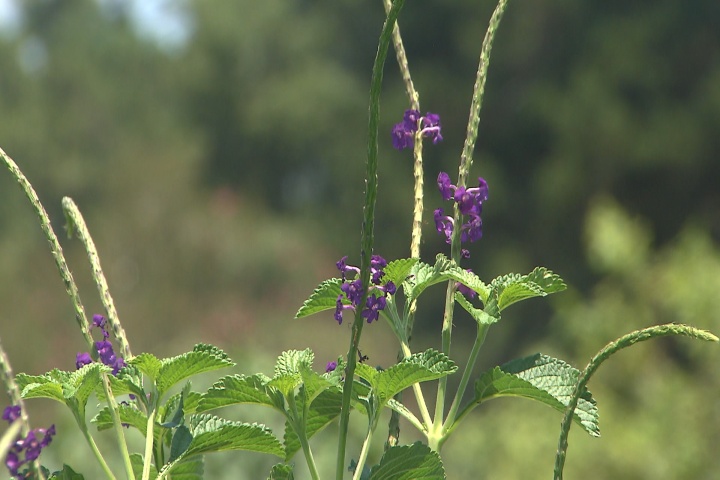 Porterweed adds beauty and wildlife